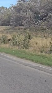 Small herd of deer out this morning #wildlife#deer#free# | LP Pet Services