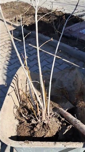 Moving Lilac from Yard to Street 🌿 | Garden Work