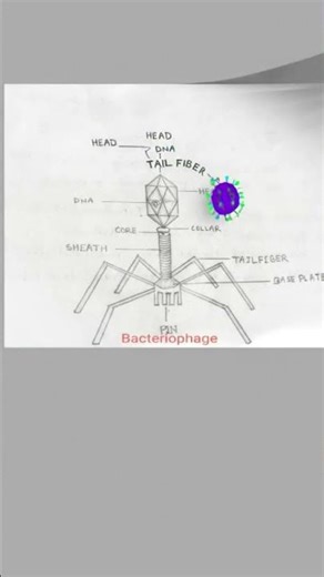bacteriophage structure