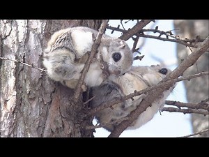 雪の森の恋人たち モモンガの追いかけっこ