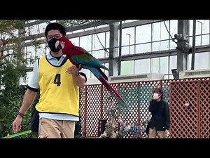 掛川花鳥園のバードショー