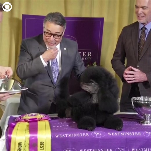 WESTMINSTER WINNER'S LUNCH: Sage the miniature poodle enjoyed a steak lunch at a New York City restaurant after winning "Best in Show" at the 148th annual Westminster Kennel Club Dog Show. On Wednesday (5/15), a Michelin-starred chef hand fed the top dog pieces of wagyu beef. Sage is only the fourth miniature poodle to win the competition in the show's history. | CBS Newspath