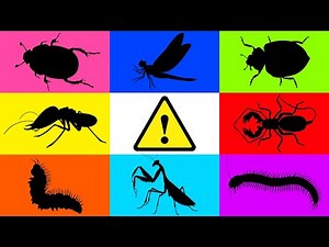 Insect: Earmites, Whip Scorpion, Scarab Beetle, Ladybug, Praying mantis, Caterpilar, Millipede