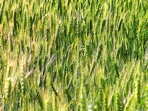 纯音乐Fields Of Gold（金色田野）Phil Coulter