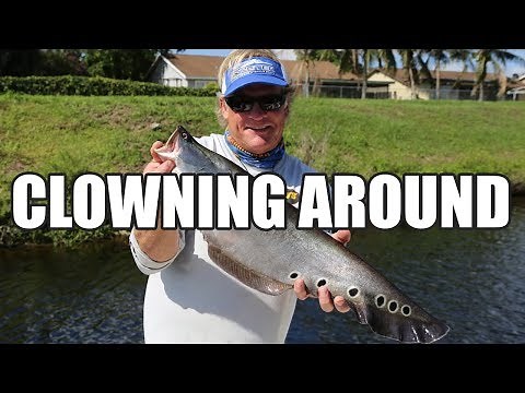 Clown Knife Fish and Largemouth Bass in South Florida