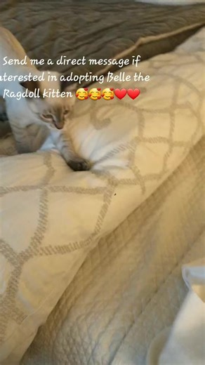 Ragdoll breeder (@ragdoll.breeder)’s videos with original sound - Ragdoll breeder