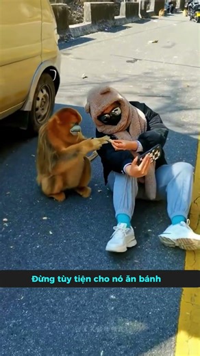 Why you should absolutely never feed snub-nosed monkeys cake or artificial sweets. #tangtuvien #s...