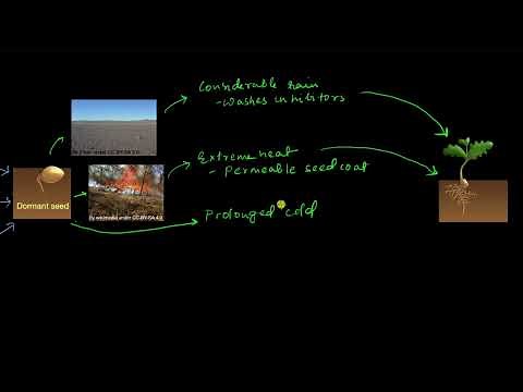 Seed dormancy | Plant growth and development | Biology | Khan Academy