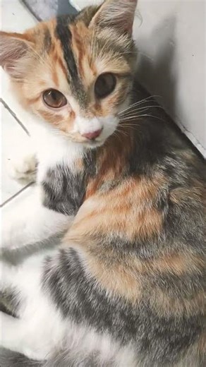 kucing calico asik sendiri #roblox #dance #funny #games #cat #kucing #kucinglucu #kitten #kucingimut