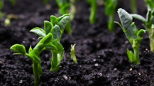 Growing Plants Timelapse Sprouts Germination Newborn Stock Footage Video (100% Royalty-free) 1077763973 | Shutterstock