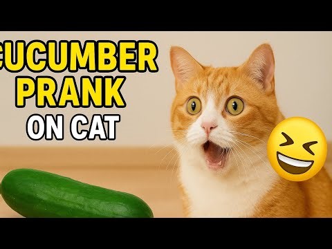 Cucumber Prank on Cat 😹 | Billi Ka Shocked Reaction!” funny video