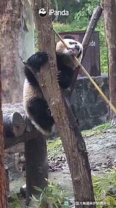 9.8K views · 1.1K reactions | This is what happens when a panda acrobat also happens to be a gourmet. #HiPanda #CCRCGP #PandaMoment For more panda information, please check out: https://en.ipanda.com | iPanda | Facebook