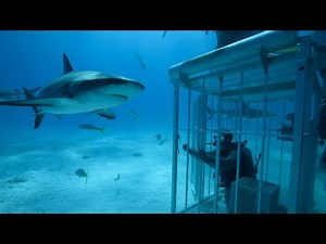 Shark Cage Diving | Seal Island | Penguin Colony - Cape Town, South Africa