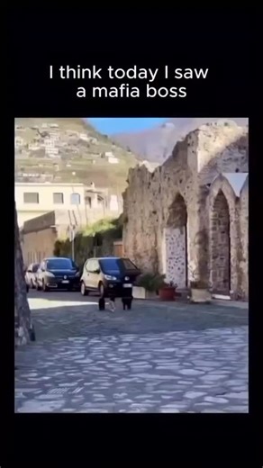 @mr_.memes_duniya on Instagram: "Instagram shares a 62-second video clip from a live mermaid performance in an aquarium, featuring a plus-size performer whose belly jiggles fluidly like a jellyfish amid synchronized swimming routines with others. Uploaded on December 23, 2025, -a user with a skeptical bio-it exploded in popularity, garnering 57k likes, 6k reposts, and 1.5M views within days, driven by its wholesome humor.Replies emphasize body positivity and precision in the performer's movement