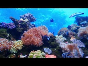 A video of the calm ocean that soothes the mind.