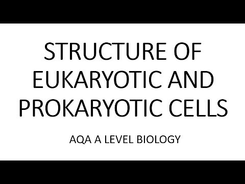 EUKARYOTIC AND PROKAROYTIC CELLS- AQA A LEVEL BIOLOGY AND EXAM QUESTION RUN THROUGH