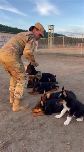 Doberman's Army: Training in Harmony #DogTrainer #MilitaryDogs #PuppySquad