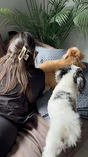 21K views · 88 reactions | set up my new sofa bed with me!來懶✨ refresh your home, simplify your life. comment SOFA and I will send you the ! use code “Sofia” at checkout for 12% off #nationaldecoratingmont #PovisonStyle #PovisonSpringRefres #mypovison #asmr #sofabed | Fifiimarie | Facebook