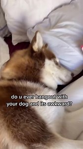 😳 #husky #huskypuppy #siberianhusky #malamute #huskylife | Husky Honey