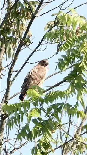 Red-tailed Hawk Call