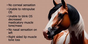 22-year-old Paint Horse gelding »  Veterinary Diagnostic Imaging » College of Veterinary Medicine » University of Florida