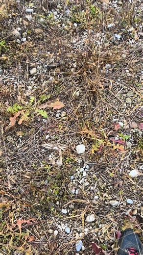 #Metaldetecting | Michael Pick