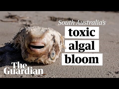 Death on the sand: fish and animal carcasses rot on Adelaide shores amid toxic algal bloom