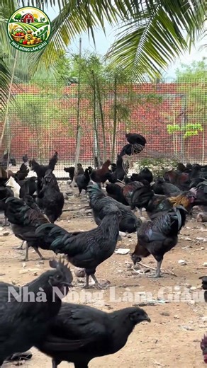 Raising Northwest Black Chickens – A New Trend Helping Farmers Increase Income #farmers #livestoc...