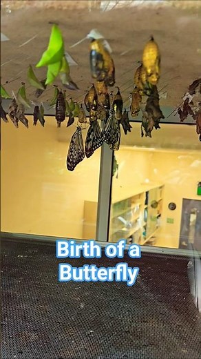 How butterflies are born #butterflylifecycle #butterfly