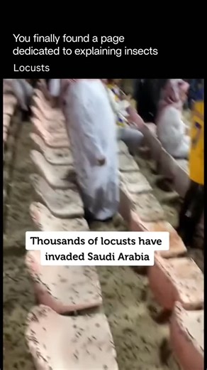 Explaining Insects 🦋 on Instagram: "Locusts are short-horned grasshoppers that can change their behavior when they gather in large numbers. When they live alone, they behave like normal grasshoppers. But when crowded, their bodies and brains shift — they become more active, change color, and start moving together in massive groups called swarms. These swarms can travel long distances, following wind currents, and may contain millions to billions of locusts moving as one. This transformat