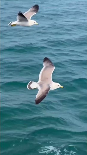 Get up close and personal with seagulls#Seagull #Nature #Ocean#shorts