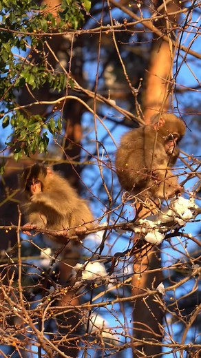 2.6K views · 53 reactions | Cute little monkey #japanesemonkey_ #snowmonkey_ #monkeyjapan #wildlife #animalworld | Monkey USA | Facebook