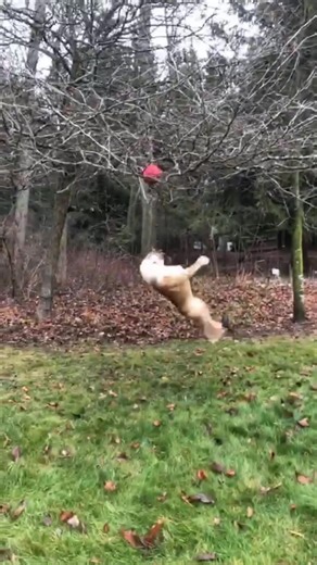 Monday motivation; to be even as slightly devoted as Doobie was to get her toy out of the tree. *No bulldogs were harmed, she got right back up after.* #pets #funnypets #bulldog #dog #funnydog