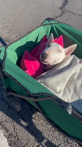 428K views · 16K reactions | 4404 Tage war Billy bei uns. Ich musste schon Opa und Oma gehen lassen, aber der Schmerz bei Billy toppt gerade alles, was ich mir je vorstellen konnte. Sein letzter Ausflug in der Sonne gestern ☀️ Ich denke, er hat es gemocht ❤️ | Billy & Hedwig - Miniatur Bullterrier - | Facebook