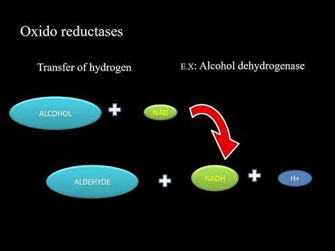 Basics of Biochemistry Lec 24: Enzymes - Properties, classification and nomenclature
