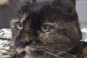 A Mail Carrier Was Caught on Camera Pepper-Spraying an Elderly Cat. When the Owner Confronted Him, He ‘Denied It’
