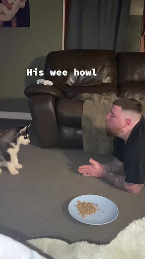 Baby wolf howling… King Ubba #fyp #fypシ #scotland #scottishtiktok #wolfpack #wolfpackfam #kingubba #queenthorva #husky #huskylife #huskiesoftiktok #howlinghusky #vikings