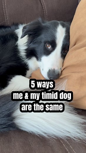 ✅ SHARE TO HELP NORMALIZE NORMAL DOG BEHAVIOUR ✅ Dogs have varying levels of social preferences & it’s totally normal. Humans do, too! don’t force social interactions. Let them be who they are, help build their confidence in a way that works for everyone! follow @toosmartdogs for more 🧠💡 | Canine Enrichment & Dog Training with Maria, Bodhi & Sonny