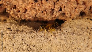 Group of yellow wasps come out of their nest as a gang. It's also called European wasp, yellow hornet, German wasp, yellowjacket. Insect colony. Wildlife, wild nature. animals, animal. insects, bugs