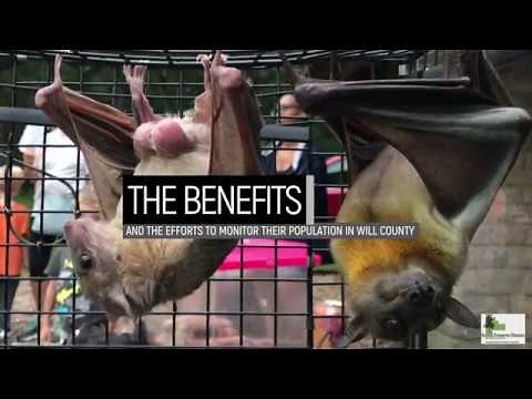 The Benefits of Bats