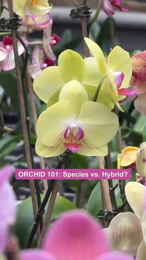 59 reactions | Unlocking Orchid Secrets: Species vs. Hybrid  Ever...