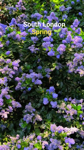 Californian Lilac ( Ceanothus) in Southwark Park.