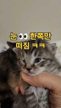 윙크하는 아가 고양이 🐱#고양이 #아가 #눈 #떴다 #윙크 #Cat #Kitten #EyesOpen #Wink #Cute