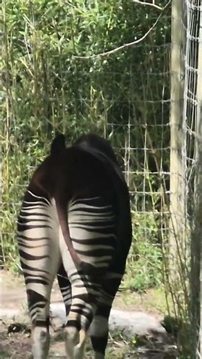 It's the best angle I can do #fun #zoo#animal #mammals