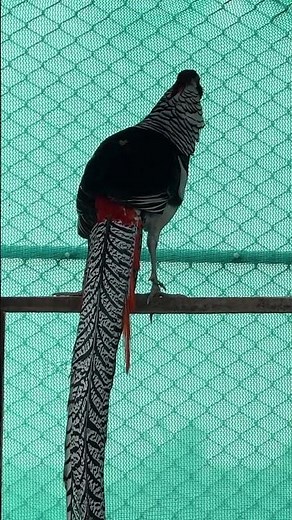 Lady Amherst's pheasant cage design