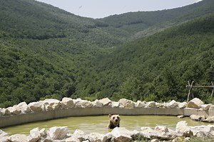 26K views · 1.2K reactions | Caretakers at our #Bear Sanctuary...