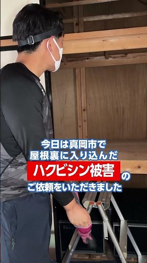 屋根裏に大量のフン…ハクビシン被害を清掃・消毒・再侵入対策｜住宅110番！