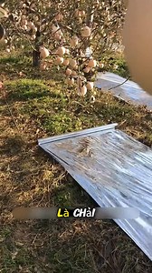 Cách nông dân tạo ra Qủa Táo Đỏ cực đẹp | Quá Thông Minh