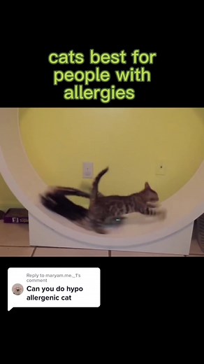 Cornish Rex vs Devon Rex: A Comparison of Rare Hypoallergenic Cat Breeds