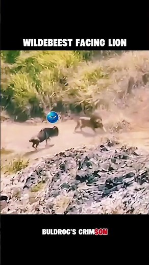 The Lion Rushed In… and Missed the Wildebeest! 🦁💨
